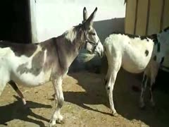 Near the stables, fuck-hungry animals are having sex.